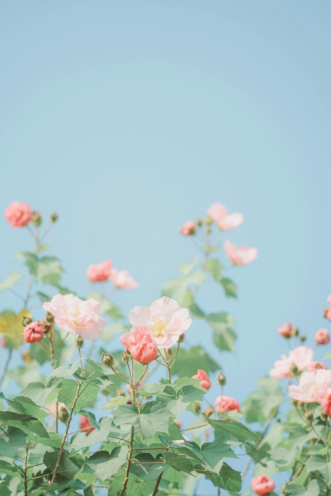 蒜头发芽了还能吃吗